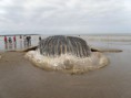 Baleia encalhada na praia de Anchieta